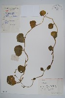 落葵藏品圖，第1張