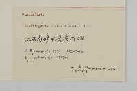 東風菜藏品圖，第3張