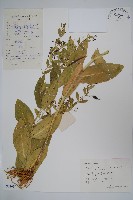 紫花合掌消藏品圖，第1張