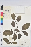 白木烏臼藏品圖，第1張