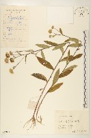 旋覆花藏品圖，第1張