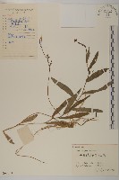 小葉一點紅藏品圖，第1張