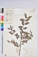 米飯花藏品圖，第1張