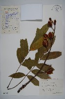 鐘萼木藏品圖，第1張