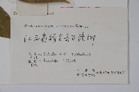 鐘萼木藏品圖，第2張