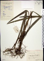 麥門冬藏品圖，第1張