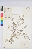 地錦藏品圖，第1張