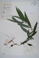 柳葉水蓑衣藏品圖，第1張