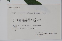 柳葉水蓑衣藏品圖，第2張