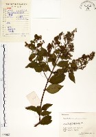 九芎藏品圖，第1張