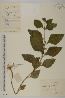 下田菊藏品圖，第1張