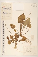 大丁草藏品圖，第1張