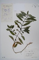 柳葉水蓑衣藏品圖，第1張