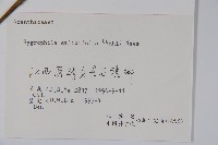 柳葉水蓑衣藏品圖，第2張