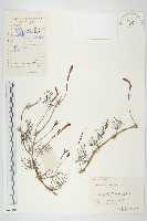 蔦蘿藏品圖，第1張