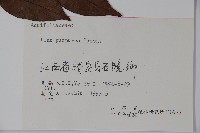 冬青藏品圖，第2張