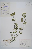 爵床、六角英藏品圖，第1張