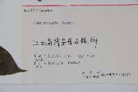 鐵冬青藏品圖，第2張