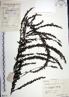 鐵掃帚、千里光藏品圖，第1張