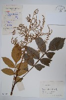 鹽膚木藏品圖，第1張