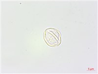 野麻藏品圖，第1張