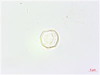 野麻藏品圖，第2張