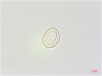 野麻藏品圖，第3張