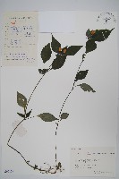 四子馬藍藏品圖，第1張