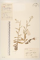 薄雪火絨草藏品圖，第1張