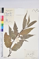 錐栗藏品圖，第1張