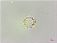 華中艾麻藏品圖，第2張