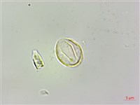 華中艾麻藏品圖，第3張