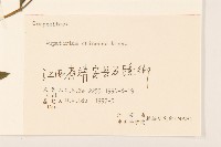 華澤蘭藏品圖，第3張