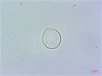 登錄號:S062164藏品圖，第1張