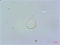 登錄號:S062164藏品圖，第2張