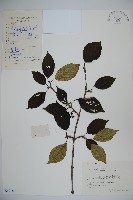 蝴蝶莢迷藏品圖，第1張