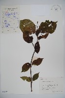 莢迷藏品圖，第1張