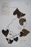 管花馬兜鈴藏品圖，第1張