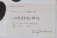 管花馬兜鈴藏品圖，第2張