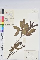 羊躑躅藏品圖，第1張