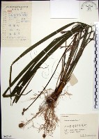 麥門冬藏品圖，第1張