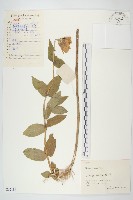 百日菊藏品圖，第1張