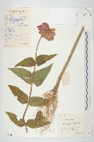 百日菊藏品圖，第1張