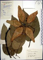 梧桐藏品圖，第1張