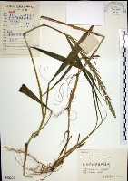 棕葉狗尾草藏品圖，第1張