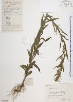 美洲假蓬藏品圖，第1張