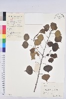 烏臼藏品圖，第1張