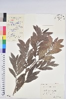 紅毛饅頭果藏品圖，第1張