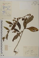 杓兒菜藏品圖，第1張