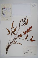 南天竹、天竹、蘭天竹藏品圖，第1張